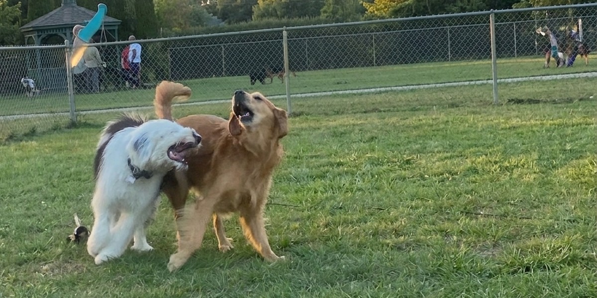 Two dogs playing together inside the fenced Craig Rupp K-9 Dog Park in Pembroke Pines, Florida