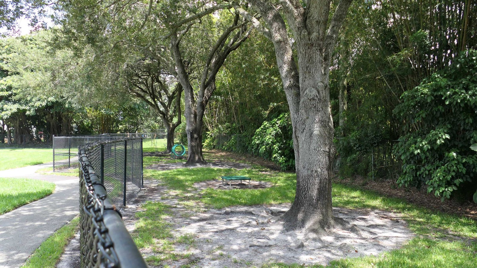 Dogs playing in the fenced green space at Christie Schafale Dog Park with trees and shade in Cooper City, Florida