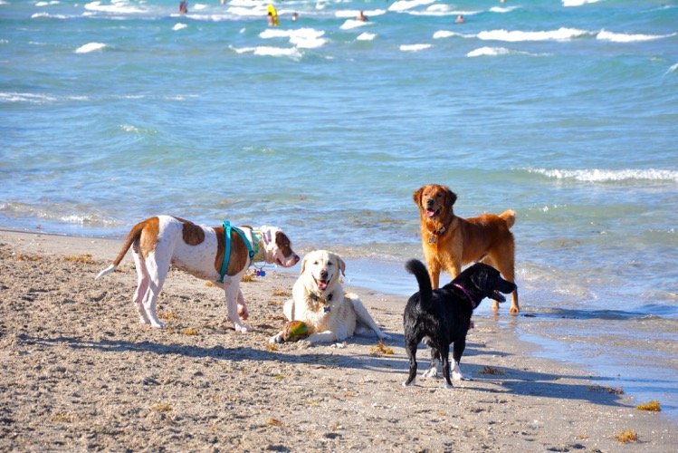 Four dogs playing in the sand and surf at Hollywood Dog Beach with ocean waves and people in the water, Hollywood, Florida