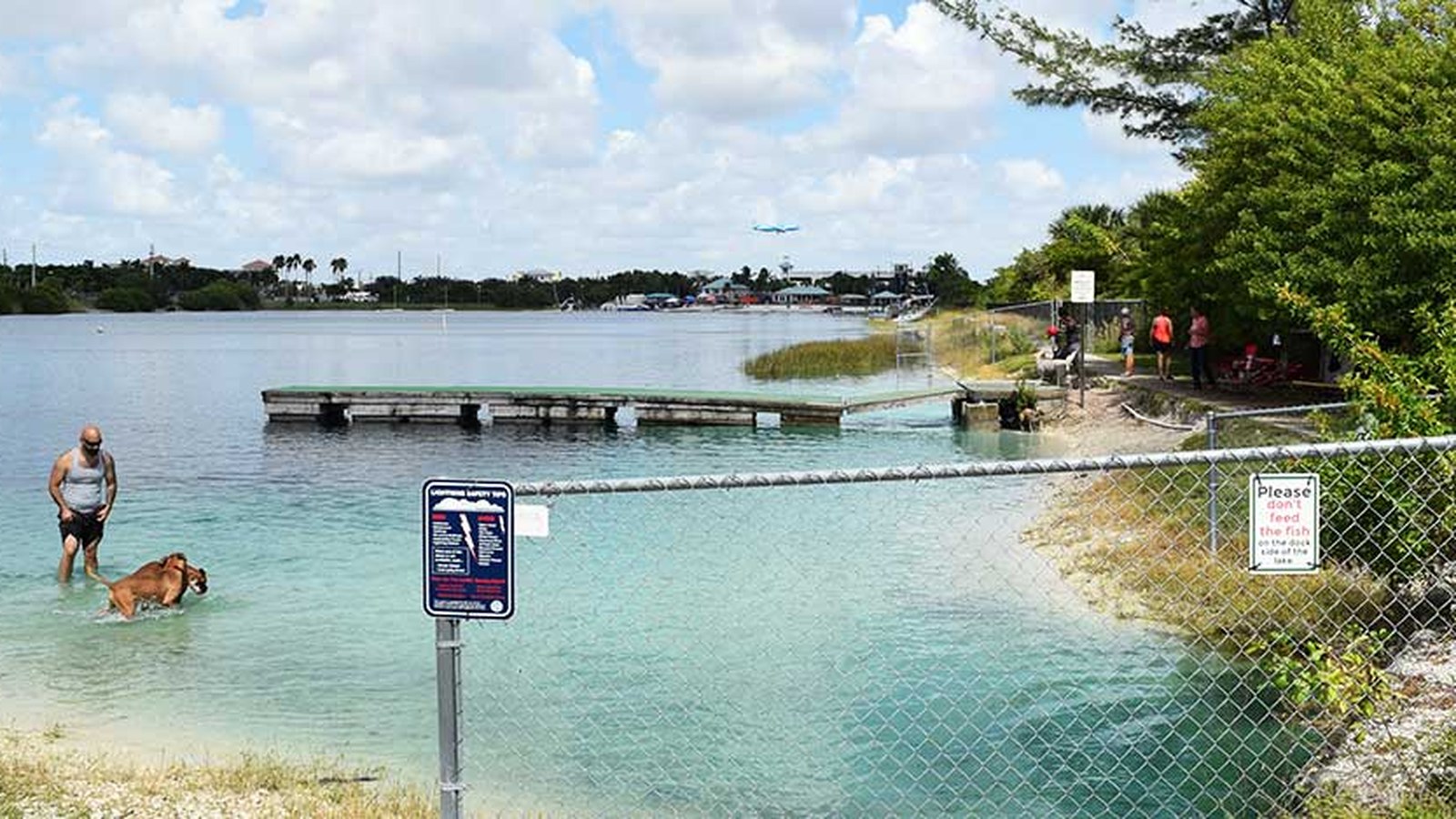 Dogs swimming and playing in the freshwater lake at Performance Pups Tigertail Lake dog park in Dania Beach, Florida