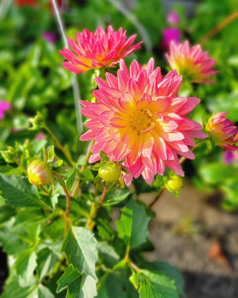 Flamingo Road Nursery & Farmers Market in Davie, Florida
